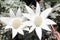 Flannel flower white bloom in Australian heathland