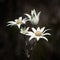 Flannel Flowers Actinotus helianthi native to NSW