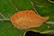 Flannel Moth caterpillar on a leaf.