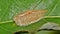 Flannel moth caterpillar up close.