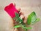 Flannel red rose flower, in left hand, fiber background