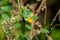 Flannel weed a.k.a. ilima Sida cordifolia - Pine Island Ridge Natural Area, Davie, Florida, USA