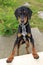 Flap-eared black and brown hound dog