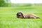 Flap-eared pet rabbit on green grass