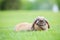 Flap-eared pet rabbit on green grass in park