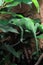 Flap-necked chameleon