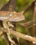 Flap-necked chameleon headshot