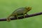 Flap-Necked Chameleon, Kenya, Africa