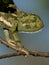 Flap-necked chameleon, Masai Mara, Kenya