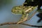 Flap-necked chameleon, Masai Mara, Kenya