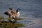 Flapping Canada Goose