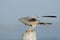 Flapping wings perching Montagu Harrier