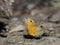 Flapping wings Robin at ground