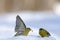 Flapping wings Siskin in snow
