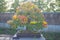 Flare picture Chinese Quince  bonsai tree in Omiya bonsai village