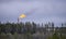 Flare stack with flames above treeline in oilfield