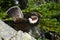 Flared Feathers on Chest of Male Grouse