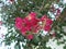 Flared flowers with 6 petals with curly edges of pink color. behind the green of the tree