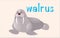 Flashcard animal with walrus