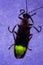 Flashing Firefly - Lightning Bug