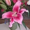 Flashpoint pink and white Oriental Trumpet Lily closeup