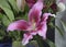 Flashpoint pink and white Oriental Trumpet Lily closeup