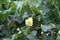 Flashy yellow flower of Portia tree blooming on branch and blur dark green leaves.