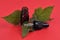 Flask and pipette of nettle essential oil on red background