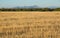 Flat agricultural landscape with forests and mountains horizon -