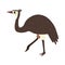 flat australian bird