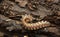 Flat-backed millipede, Polydesmus complanatus on wood