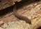 Flat-backed millipede, Polydesmus complanatus on wood