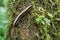 Flat-backed millipede on tree