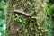 Flat-backed millipede on tree