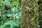 Flat-backed millipede on tree