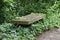 Flat Bench Sits Among Vines and Leaves