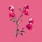 Flat Brushwork Flower Illustration On Pink Background