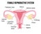 Flat cartoon infographics, healthy female reproductive system on white background, human internal female organs, health concept. U