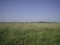 A flat, clear field of uncut grass on a clear, cloudless day