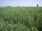 A flat, clear field of uncut grass on a clear, cloudless day