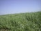 A flat, clear field of uncut grass on a clear, cloudless day