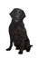 Flat-Coated Retriever