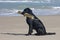 Flat Coated Retriever with beach mat