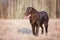 Flat coated retriever dog standing