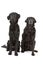 Flat-coated retriever dogs