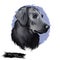 Flat-Coated Retriever, Flatcoat, Flattie, Flatte, Flatt dog digital art illustration isolated on white background. UK origin