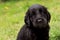 Flat coated retriever puppy