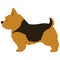 Flat colored black and brown Norwich Terrier in side view