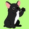 Flat colored black colored French Bulldog sitting waving hand