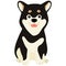 Flat colored black Shiba Inu sitting front view